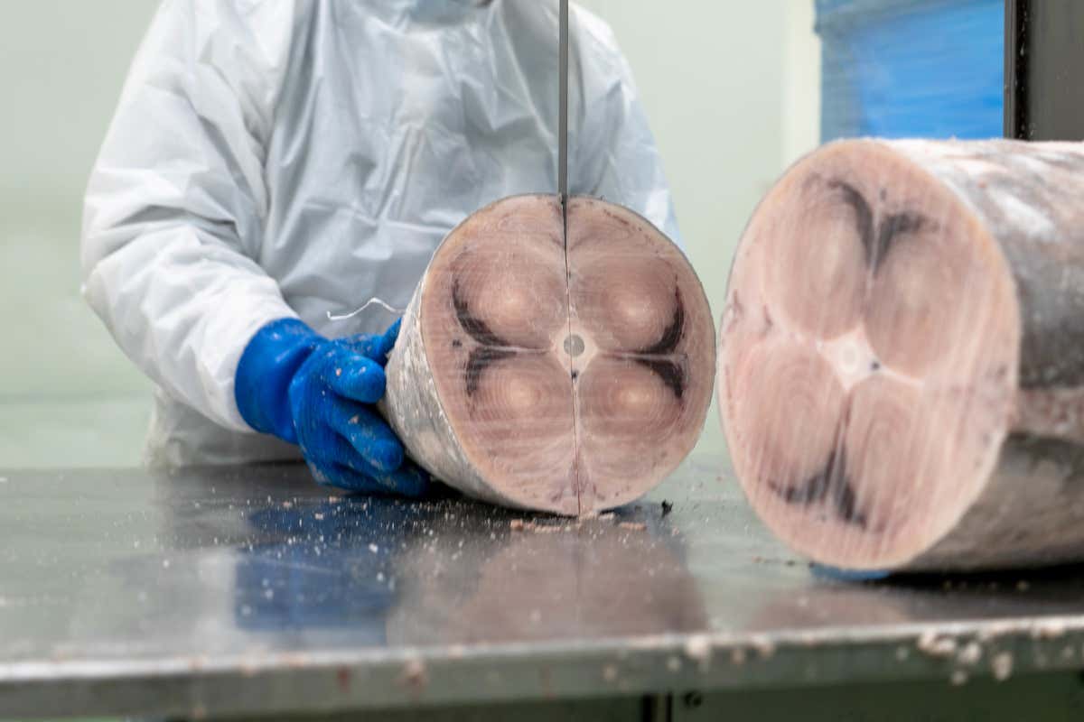 Comavicola si pone come partner strategico del settore horeca fornendo prodotti ittici di qualità