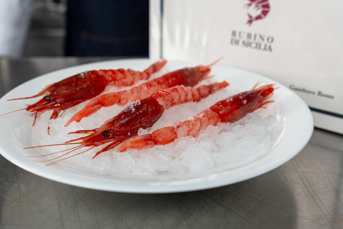 Il gambero rosso di Mazara del Vallo “Rubino di Sicilia", uno dei prodotti di punta di Comavicola