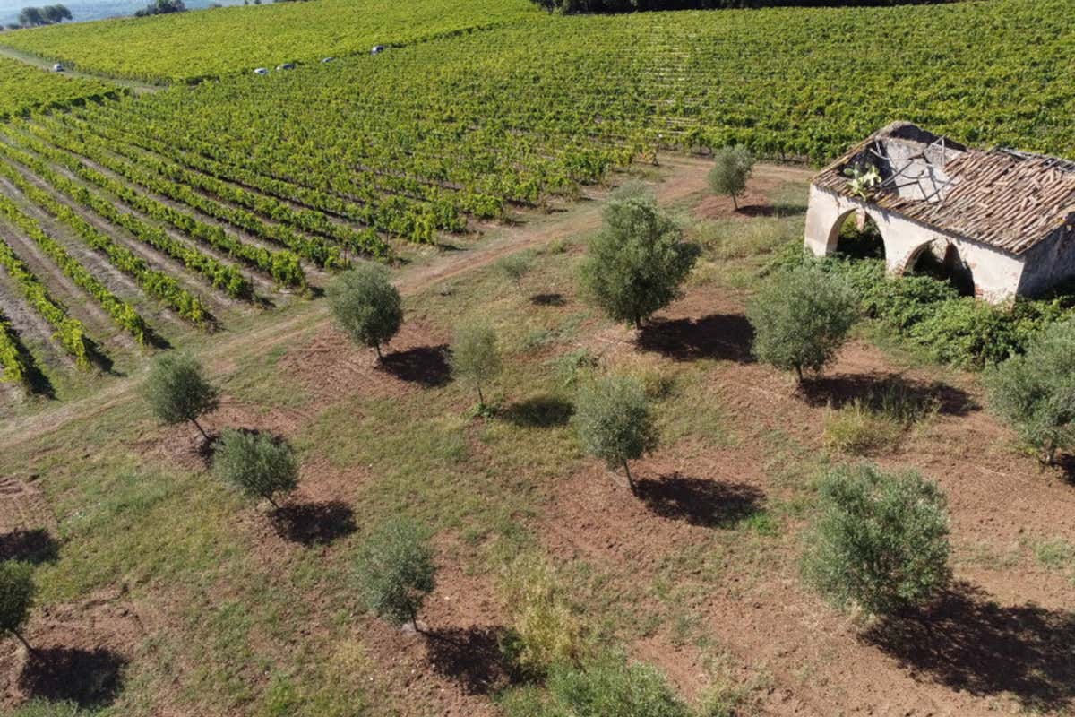 ['A Batia] e [Granatu], i vini dal Magliocco Canino di Casa Comerci