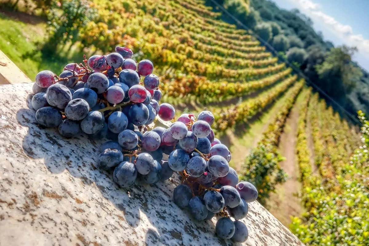 ['A Batia] e [Granatu], i vini dal Magliocco Canino di Casa Comerci