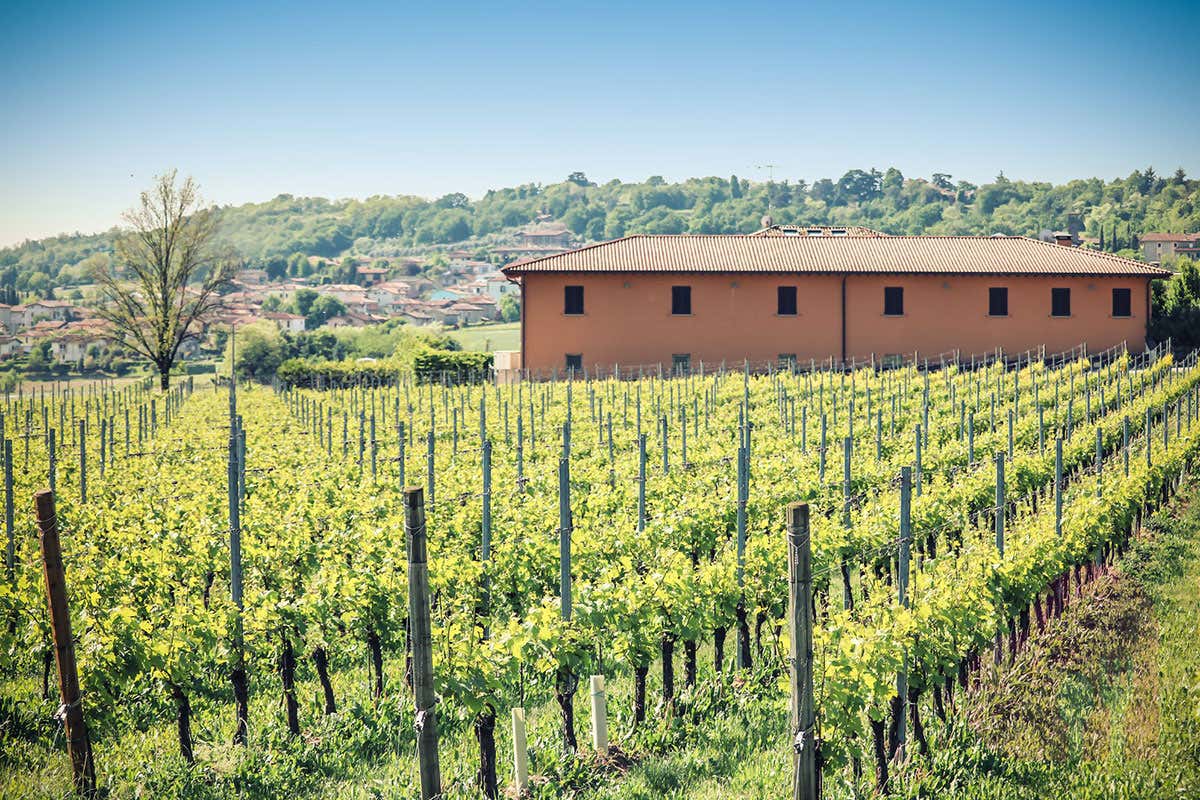 L'azienda vinicola L'azienda vinicola