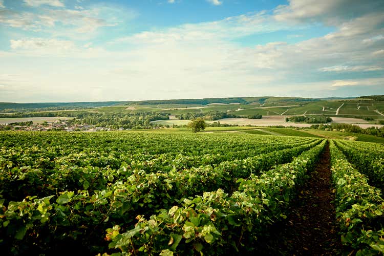 Vitigni nel dipartimento dell'Aube (Champagne Comte de Montaigne Una storia lunga otto secoli)