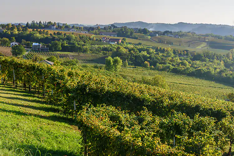La nuova annata &egrave; stata presentata nel corso di un virtual tour tra le colline venete Conegliano Valdobbiadene, vini freschi per l'annata 2020