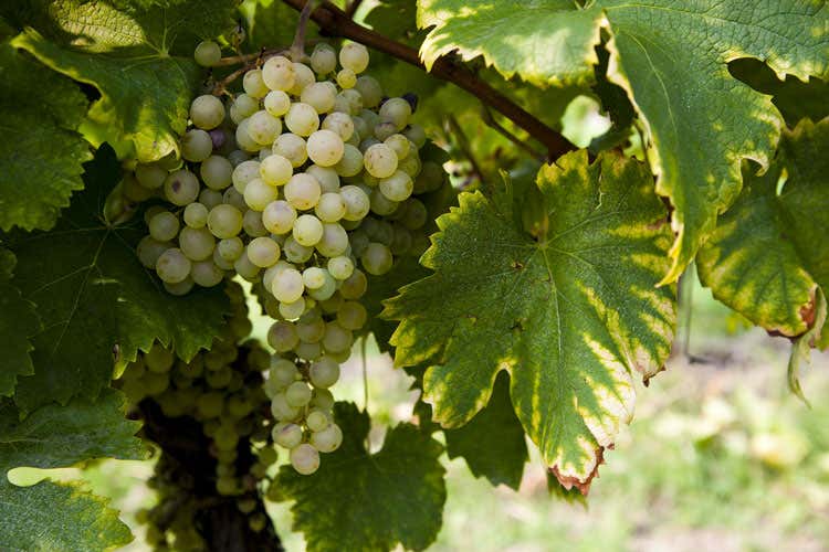 (Conegliano Valdobbiadene, un festivalper celebrare 50 anni di Denominazione)