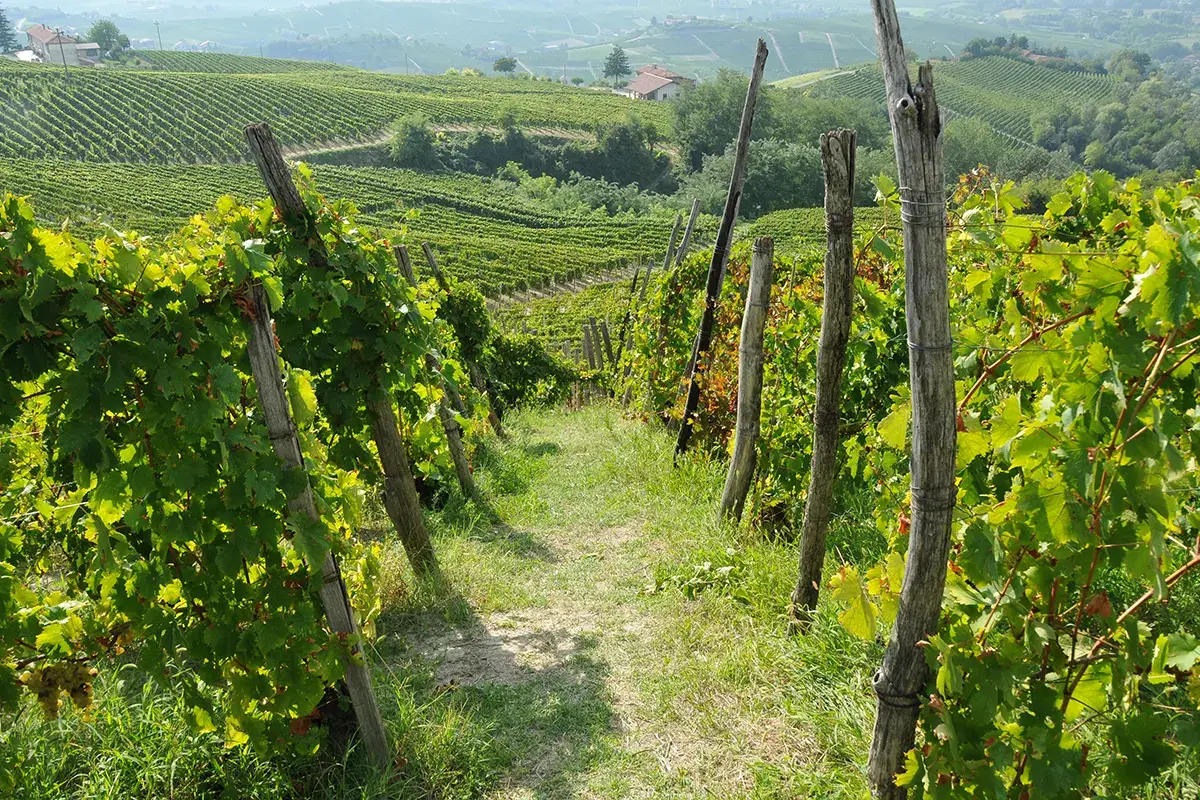 Vigneto di Moscato Asti Spumante e Moscato d&rsquo;Asti, 90 anni di bollicine