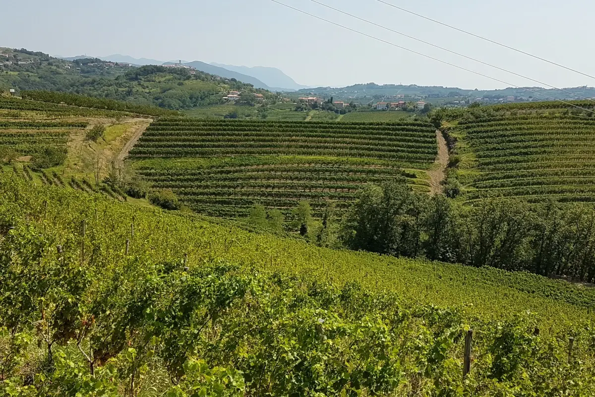 Siccit&agrave; e caldo nei vigneti, i &ldquo;portainnesti M&rdquo; superano lo stress idrico calorico