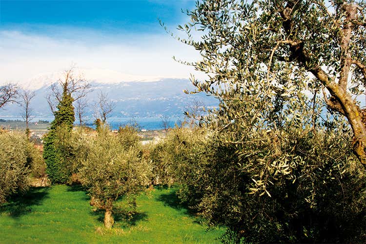 (That’s Garda, una giornata per parlare di olio, vino, ospitalità) (That’s Garda, una giornata per parlare di olio, vino, ospitalità)