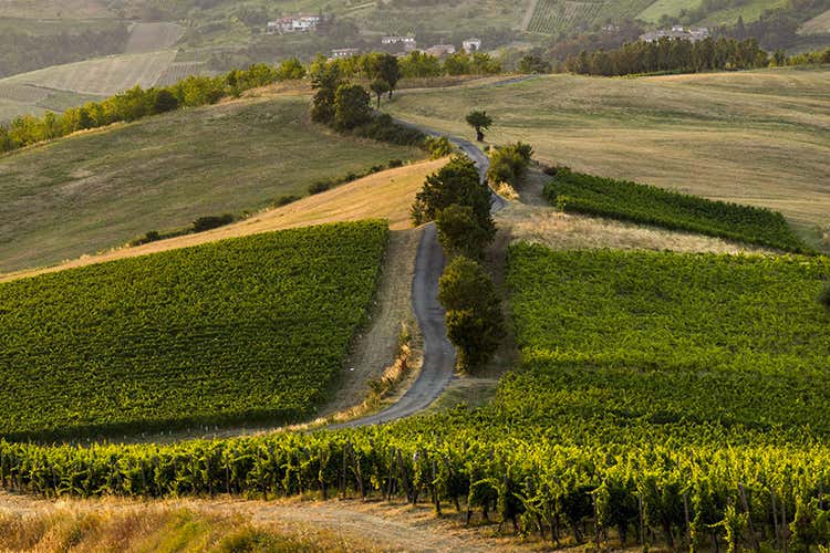 Consorzio Vini Oltrep&ograve; Pavese Il sito web parla Giapponese