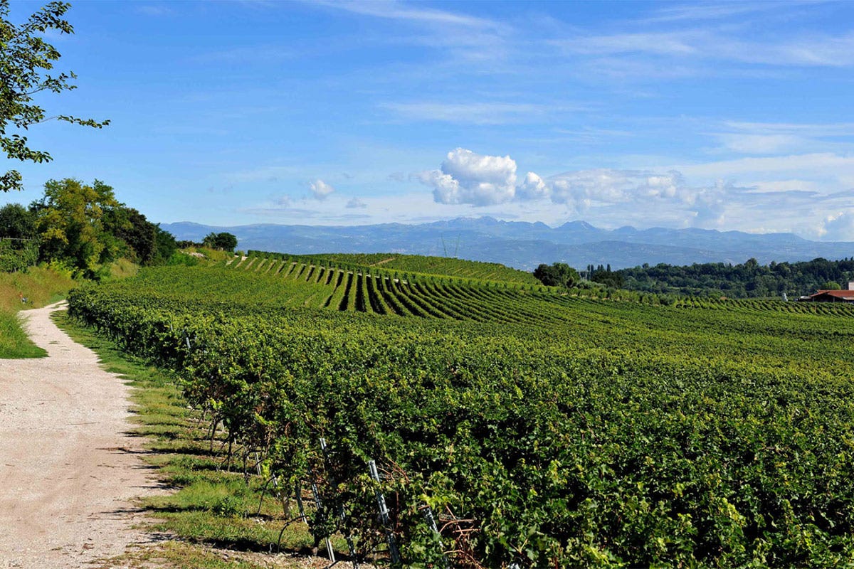 Tra le vigne del Custoza, un'esperienza immersi nel territorio “Tra le vigne del Custoza”  La Doc festeggia i 50 anni