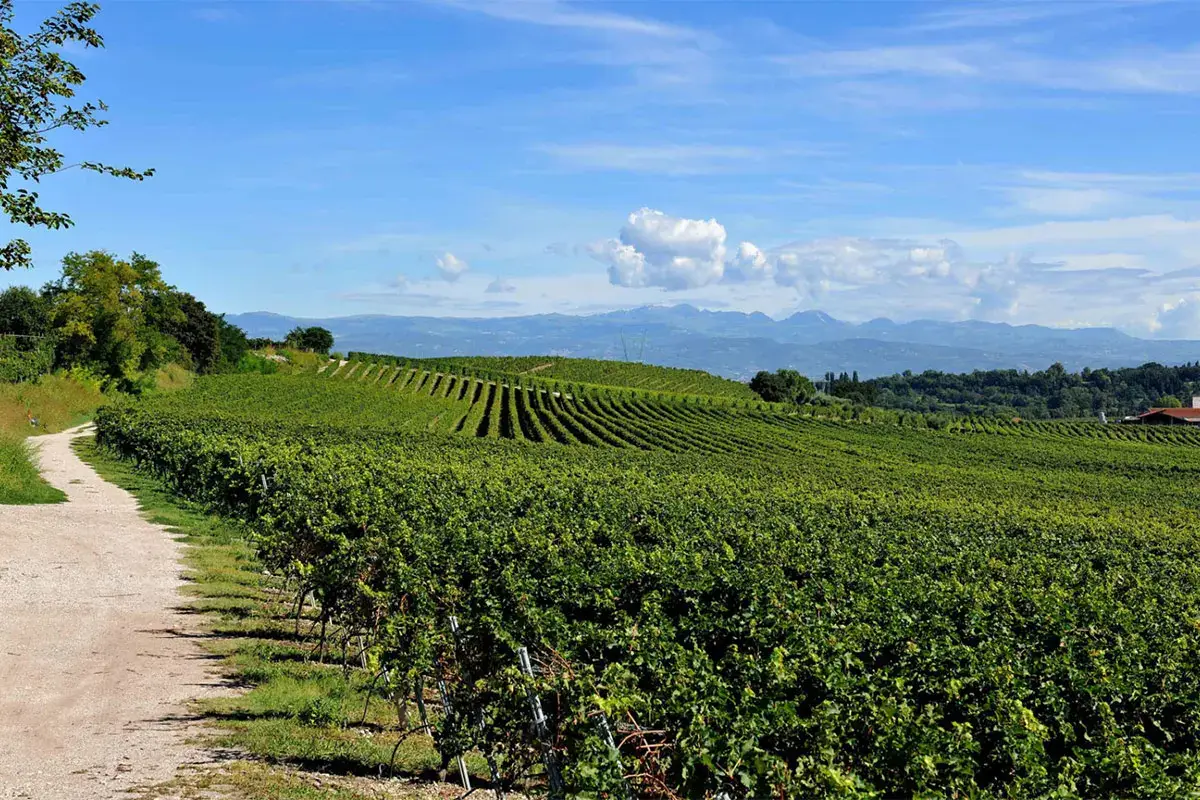 Tra le vigne del Custoza, un'esperienza immersi nel territorio &ldquo;Tra le vigne del Custoza&rdquo;&nbsp; La Doc festeggia i 50 anni