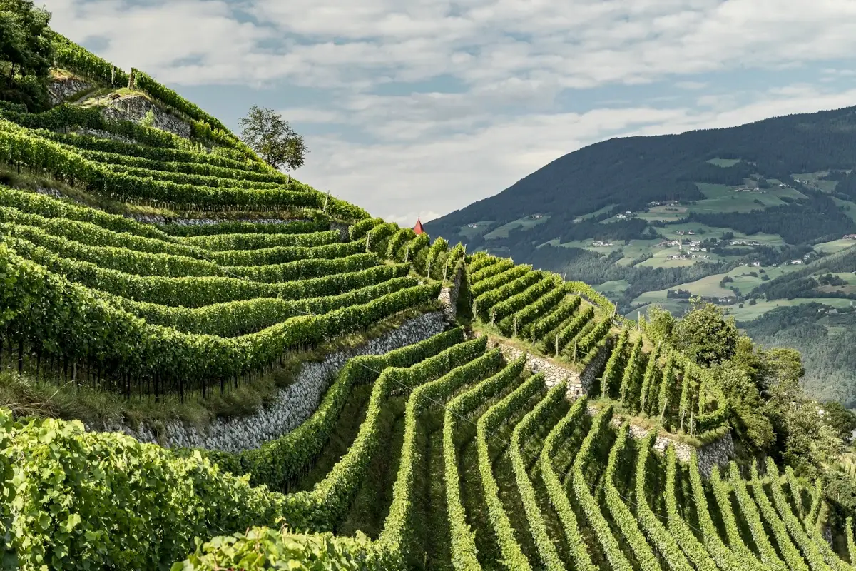 I vini dell'Alto Adige al top per 419 volte nelle guide enologiche