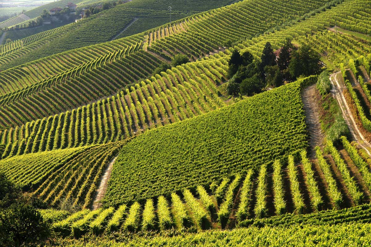 Le previsioni sulla vendemmia 2023 del Barbera d'Asti e Vini del Monferrato