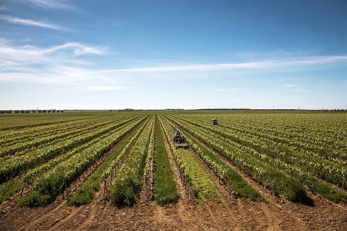 Vigneto a Leverano Tour in cantina per scoprire l&rsquo;eccellenza dei vini Conti Zecca