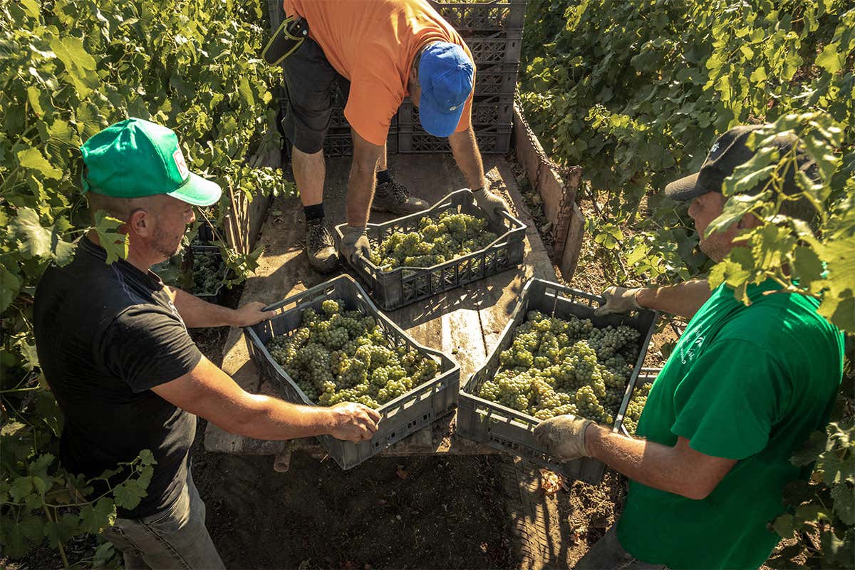 Vendemmia in cassette Tour in cantina per scoprire l’eccellenza dei vini Conti Zecca