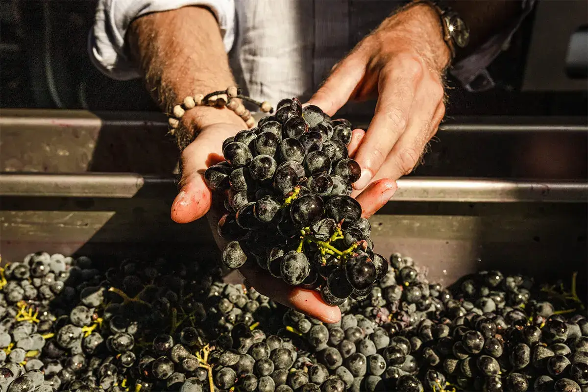 Tavolo da cernita Tour in cantina per scoprire l’eccellenza dei vini Conti Zecca