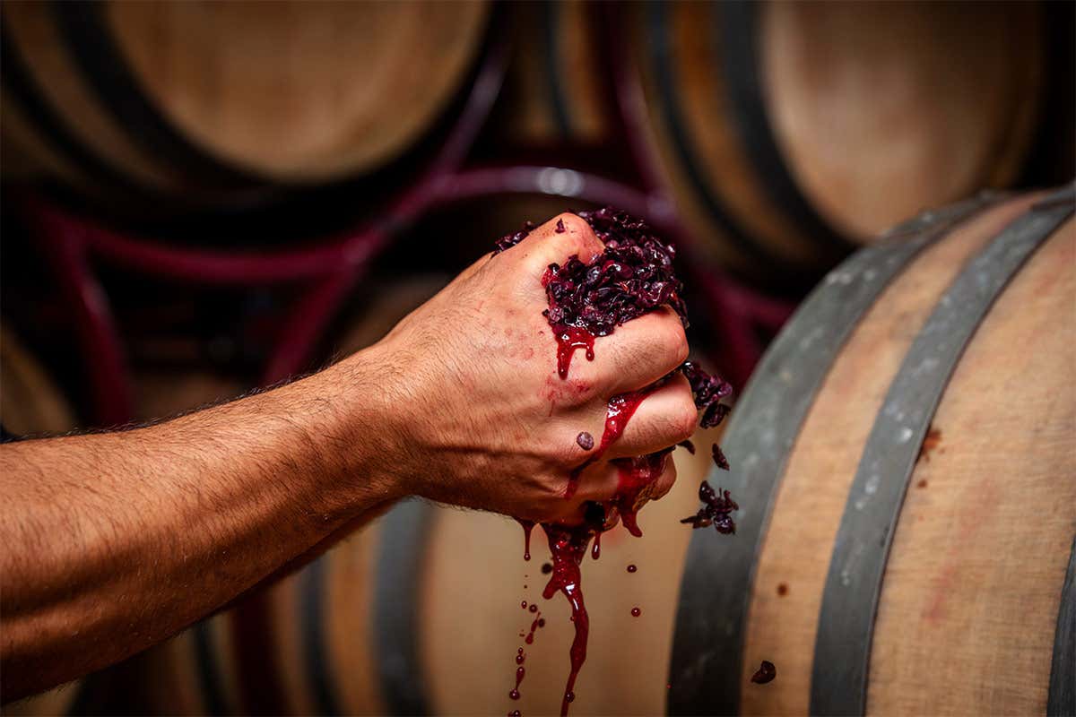Barricaia Tour in cantina per scoprire l’eccellenza dei vini Conti Zecca