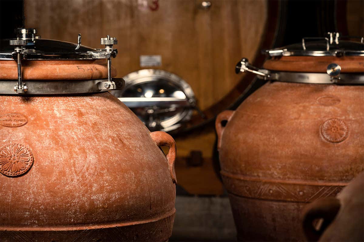 Anfore e botti Tour in cantina per scoprire l’eccellenza dei vini Conti Zecca