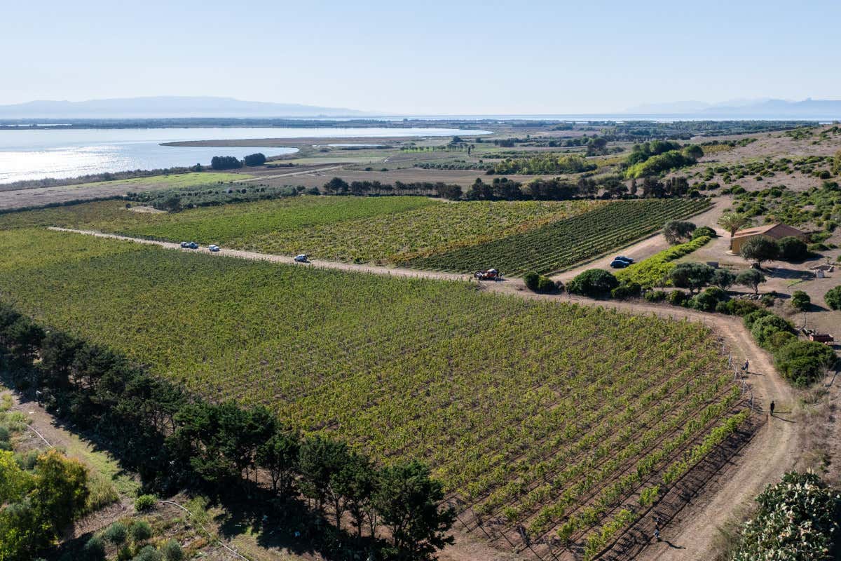 La vigna di Caombus Prima vendemmia della Vernaccia per Contini 1898 nella vigna di Caombus
