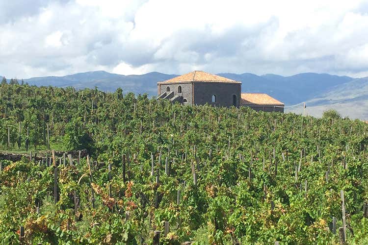 (Contrada Santo Spirito Un Etna rosso da 5mila bottiglie) (Contrada Santo Spirito Un Etna rosso da 5mila bottiglie)