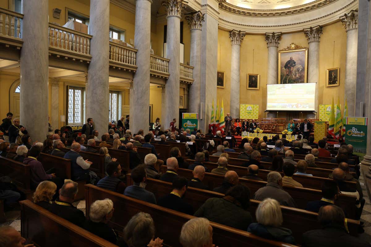 Riso pavese, la raccolta rischia di chiudersi con un calo del 10% Riso pavese, la raccolta rischia di chiudersi con un calo del 10%