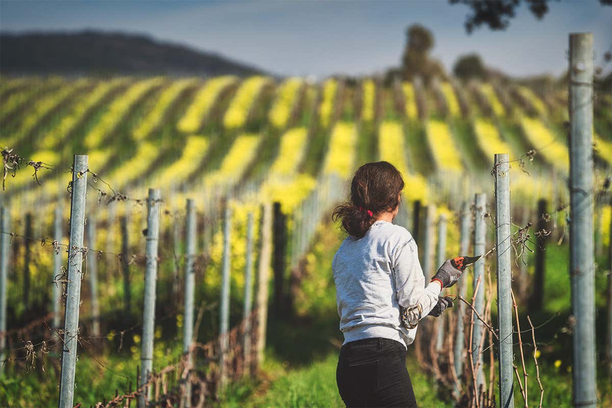Mettere la pianta in condizioni di equilibrio la rende pi&ugrave; sana - Foto Test Srls Monteverro, cantina virtuosaUna filosofia agricola sostenibile