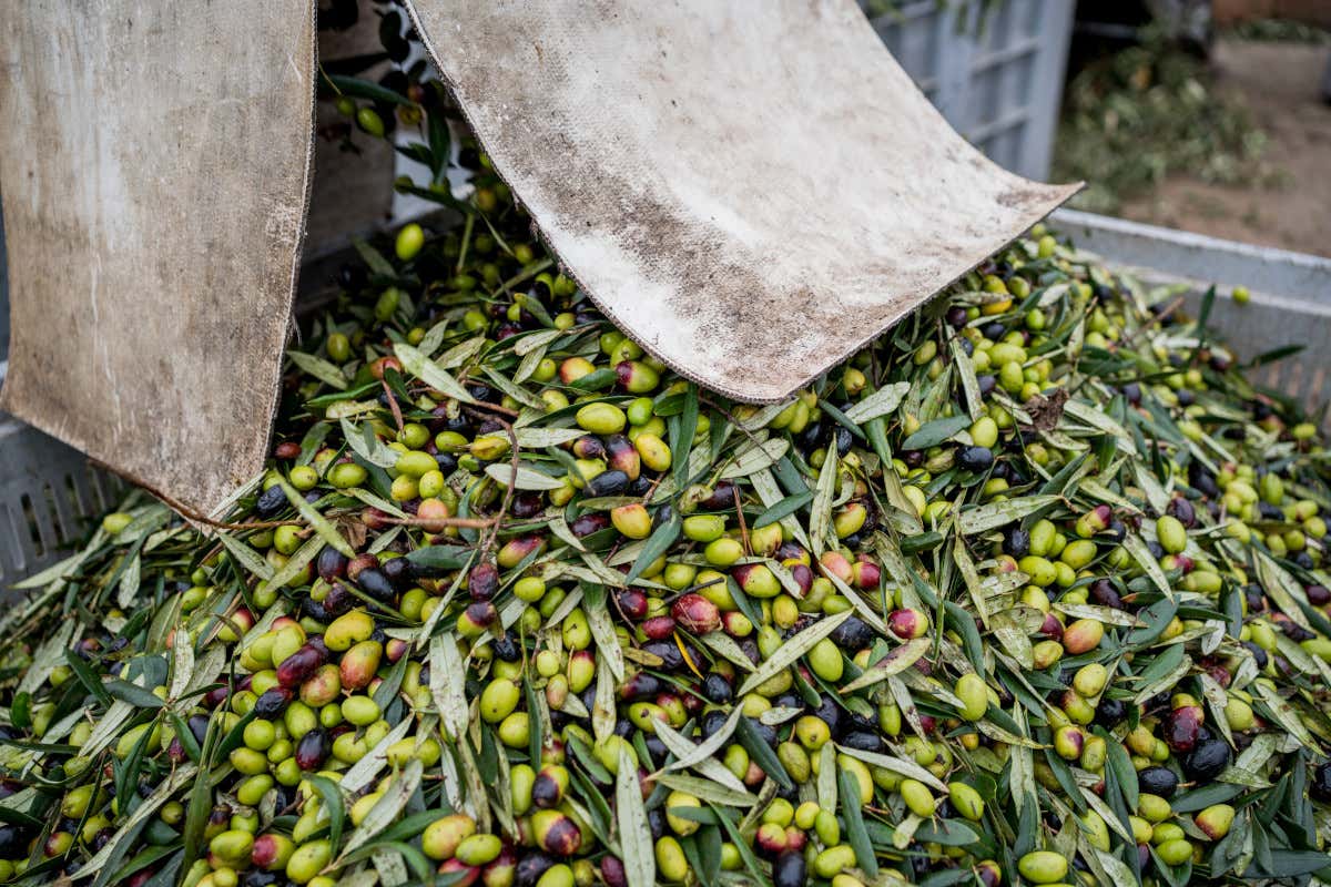 Corato, la Puglia fuori mappa: luoghi e storie che sfuggono alle guide