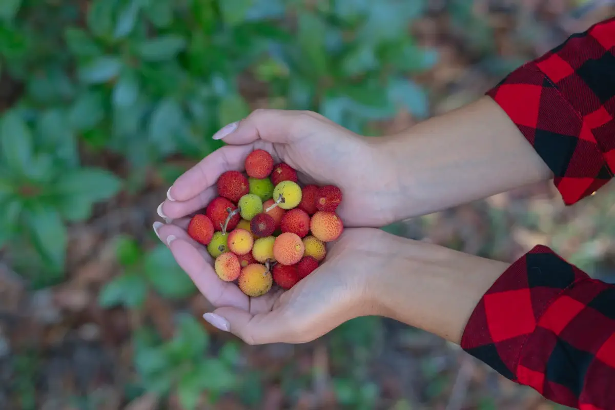 I corbezzoli, frutti buoni e salutari per la digestione