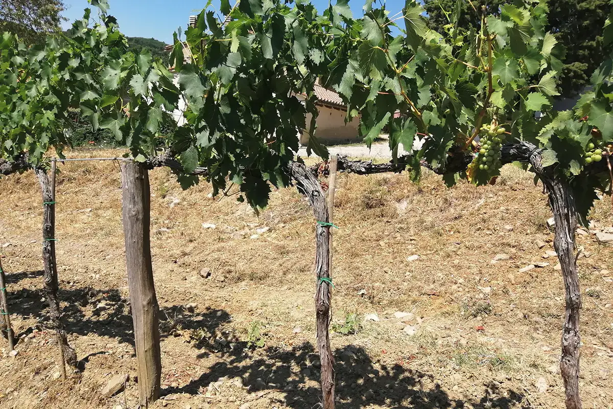 Le vigne a cordone libero Il Brunello di Montalcino della Fattoria dei Barbi, alle radici di un successo