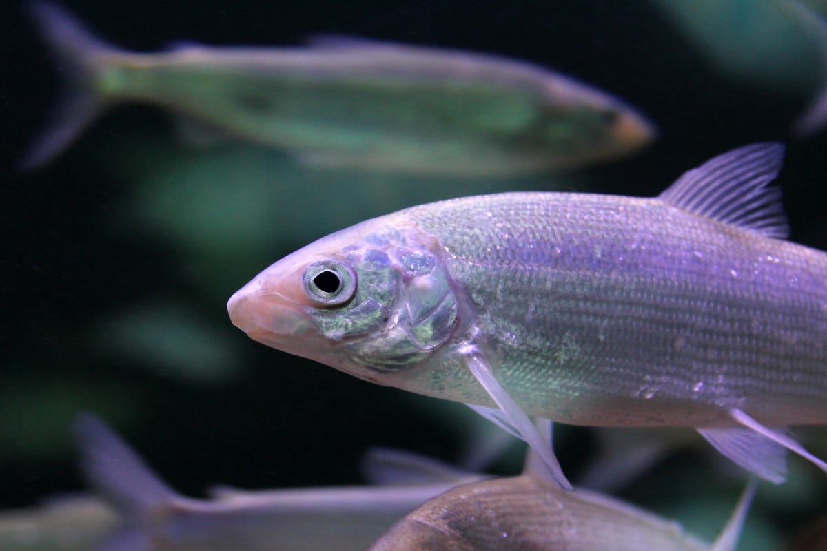Lago di Garda “discriminato”: no al ripopolamento del pesce coregone?