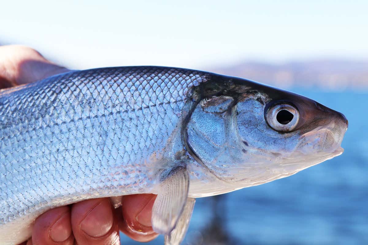 Un esemplare di coregone Coregone