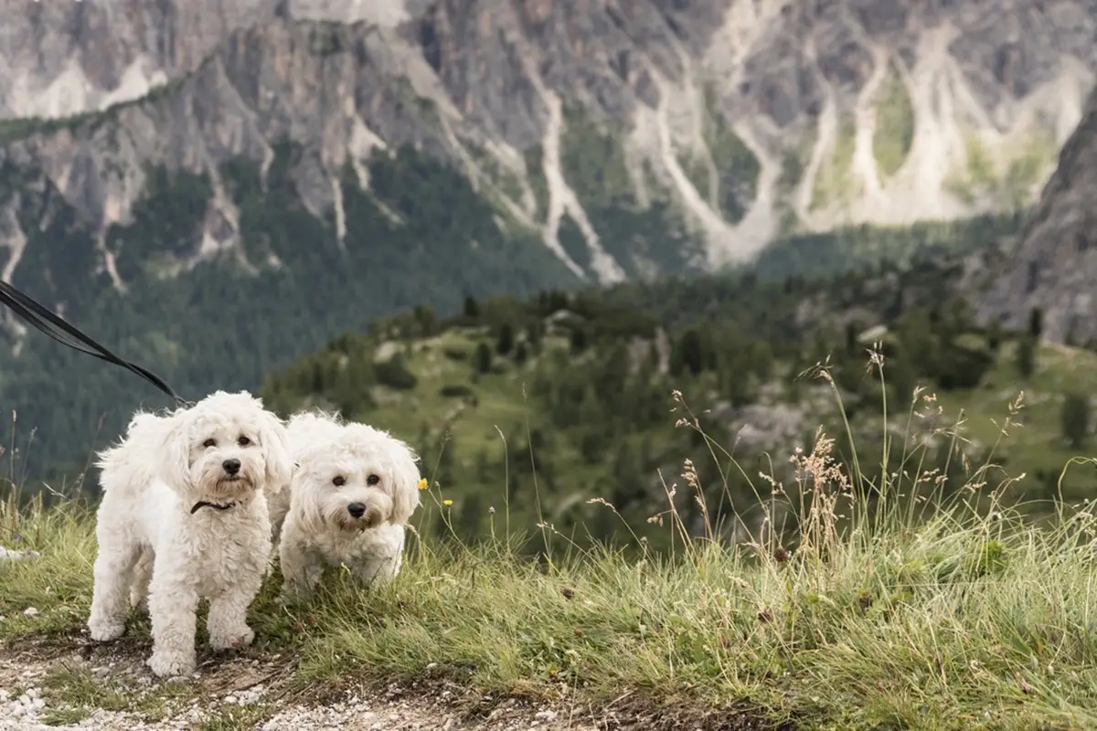 Cinque Torri, Cortina. Foto: Giacomo Pompanin