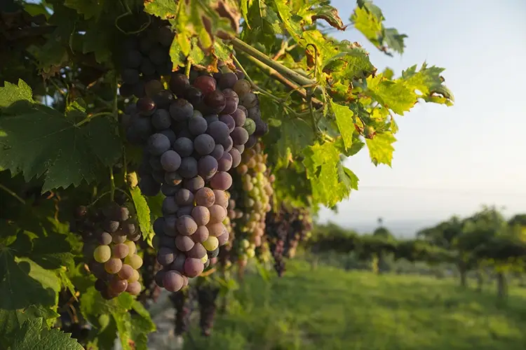 Slitta a giugno Anteprima Amarone Anteprima Amarone slitta a giugno e rilancia con programmazione speciale