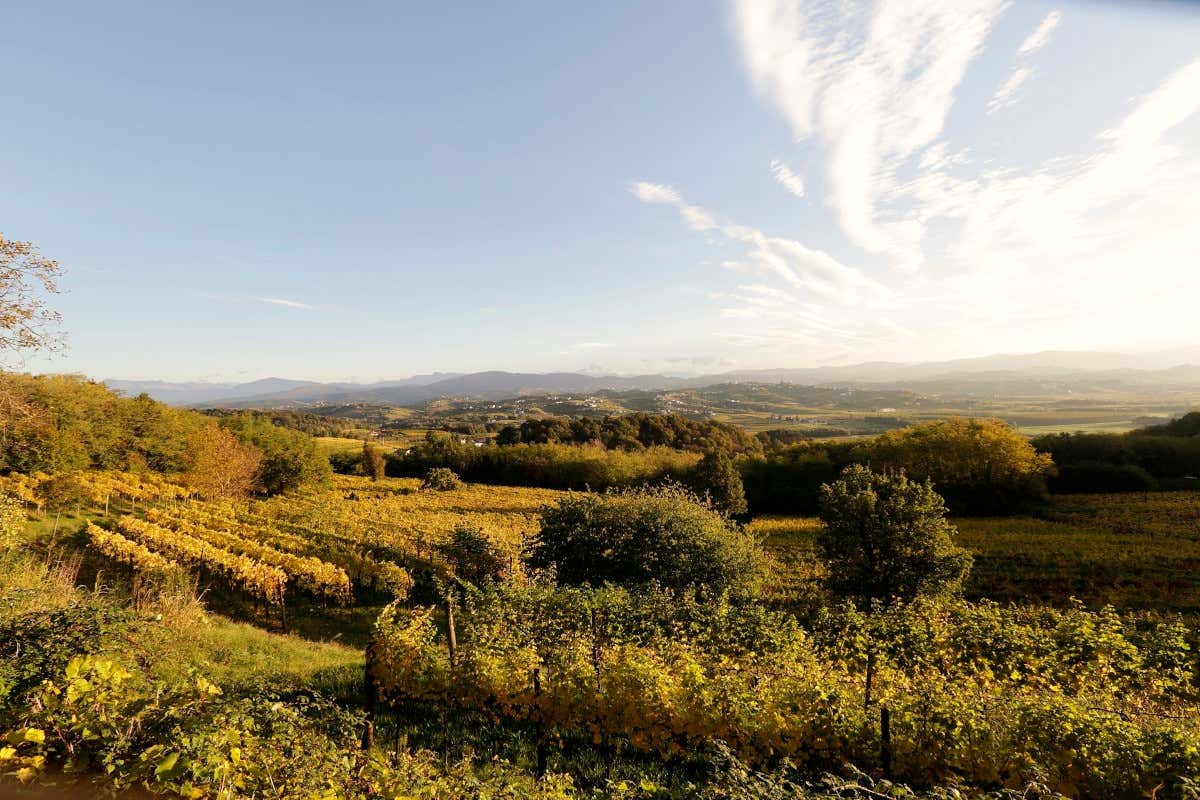 Ronco dei Tassi, il Collio nel bicchiere: storia, premi e filosofia enologica