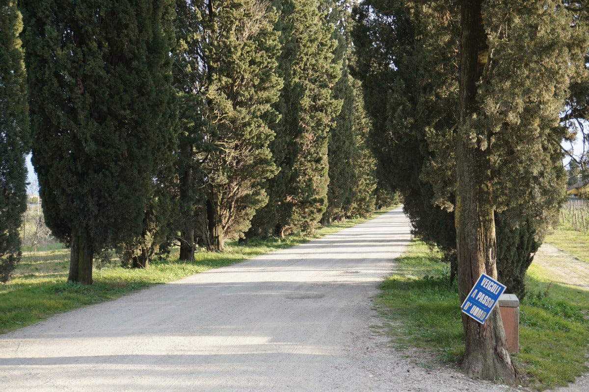 Il viale di Cipressi che porta all'ingresso Cosimo Maria Masini vini biodinamici con vista su San Miniato