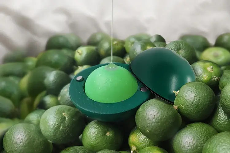 Abaton lancia una nuova linea di cosmetici solidi al Chinotto Il chinotto amico della pelle Nuova linea cosmetica firmata