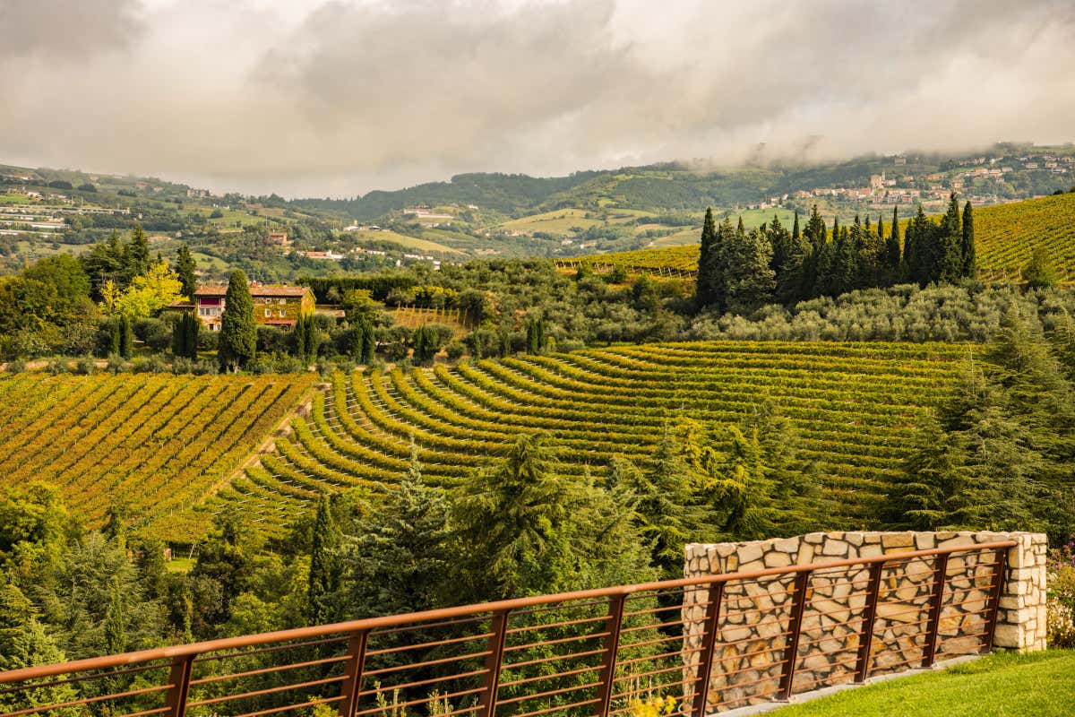 Valpantèna protagonista: storia, vini e ambizioni della cantina Costa Arènte