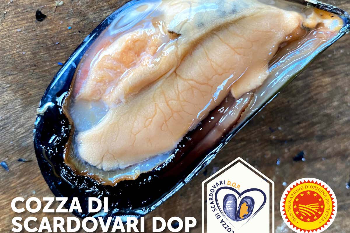 Unica, italiana, vera: in tavola c'è la Cozza di Scardovari DA FINIRE Unica, italiana, vera: in tavola c'è la Cozza di Scardovari DA FINIRE