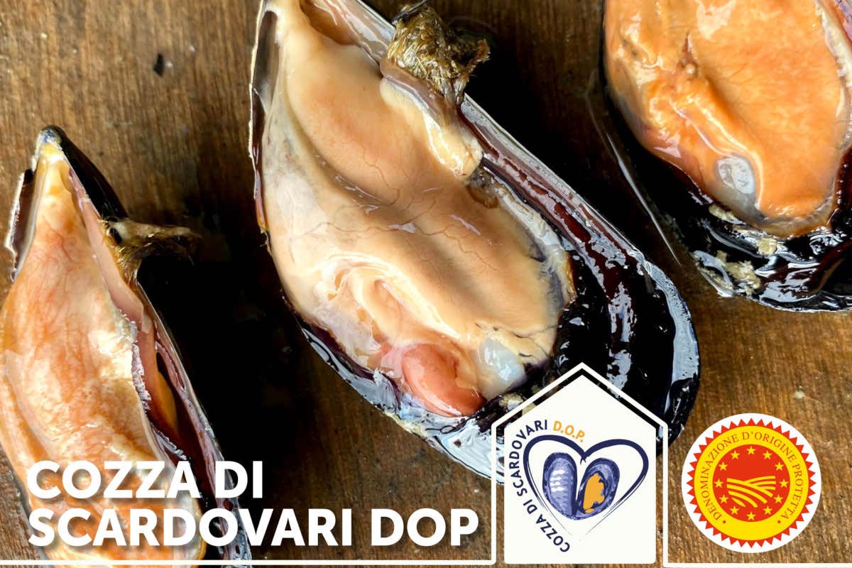 Unica, italiana, vera: in tavola c'è la Cozza di Scardovari DA FINIRE Unica, italiana, vera: in tavola c'è la Cozza di Scardovari DA FINIRE