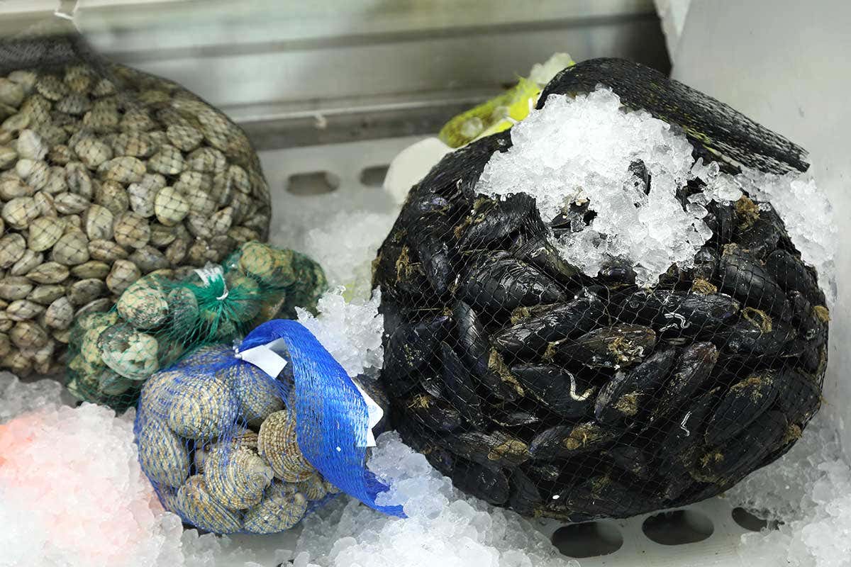 Cozze, vongole: come riconoscere la qualità? Cozze, vongole e ... ostriche? I molluschi al salto di qualità