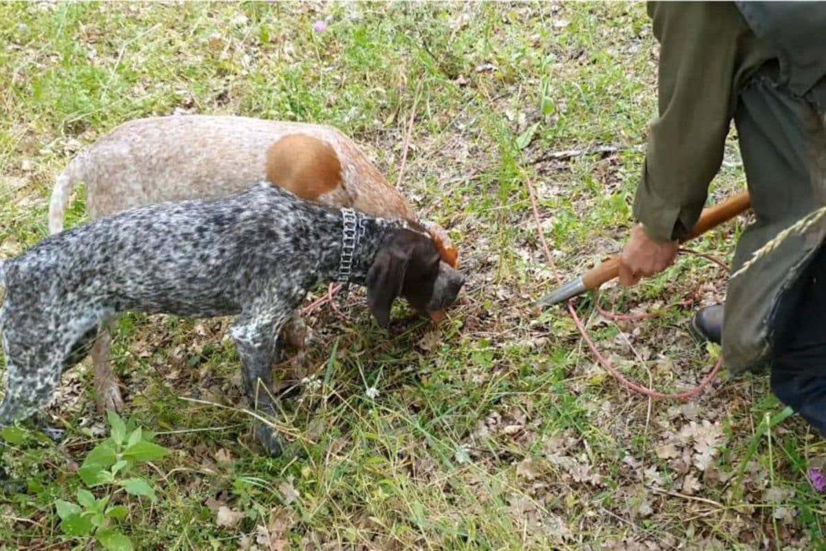 Accademia del tartufo nel mondo, incontra due icone del tartufo: Augusto Tocci e Pino Crestini