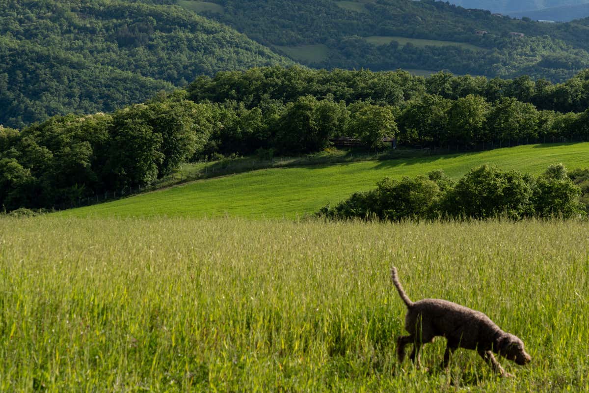 Safari e sapori umbri: un’avventura tra boschi e tavole gourmet