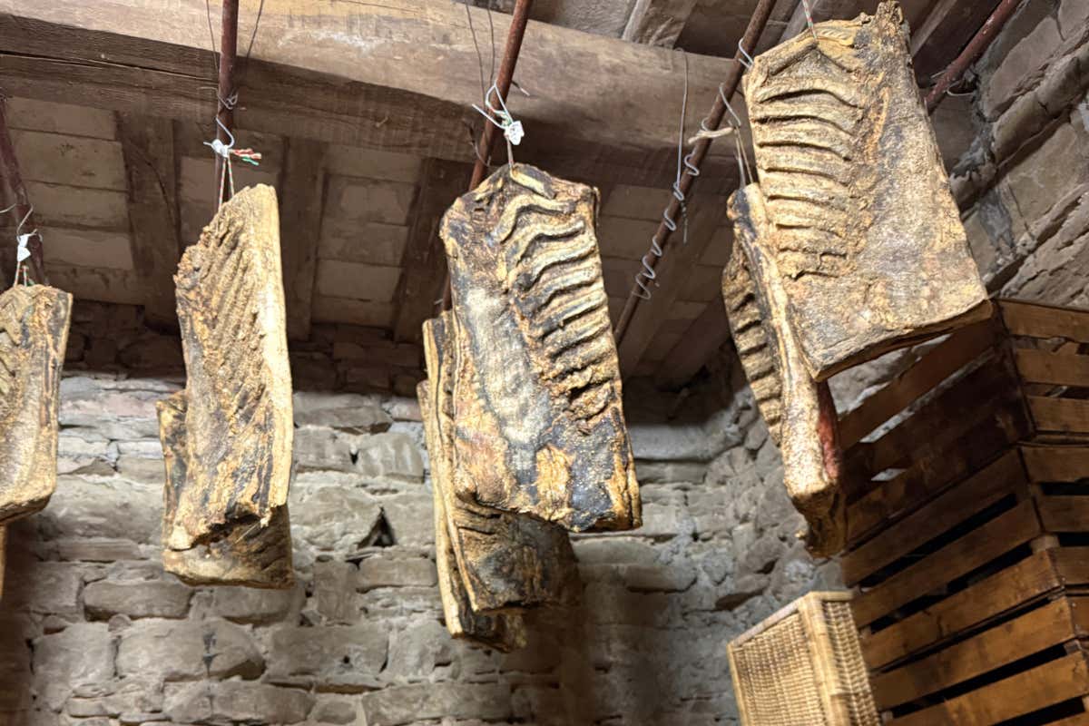 Safari e sapori umbri: un’avventura tra boschi e tavole gourmet