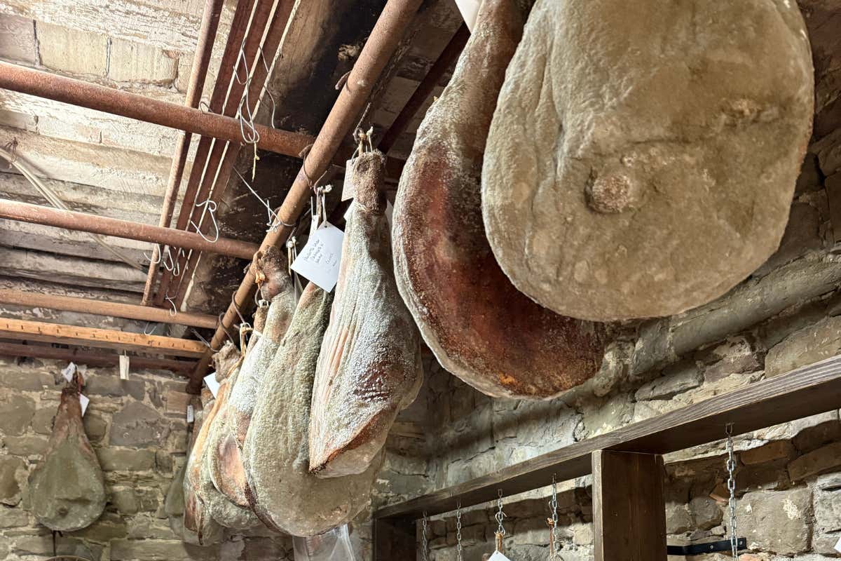 Safari e sapori umbri: un’avventura tra boschi e tavole gourmet