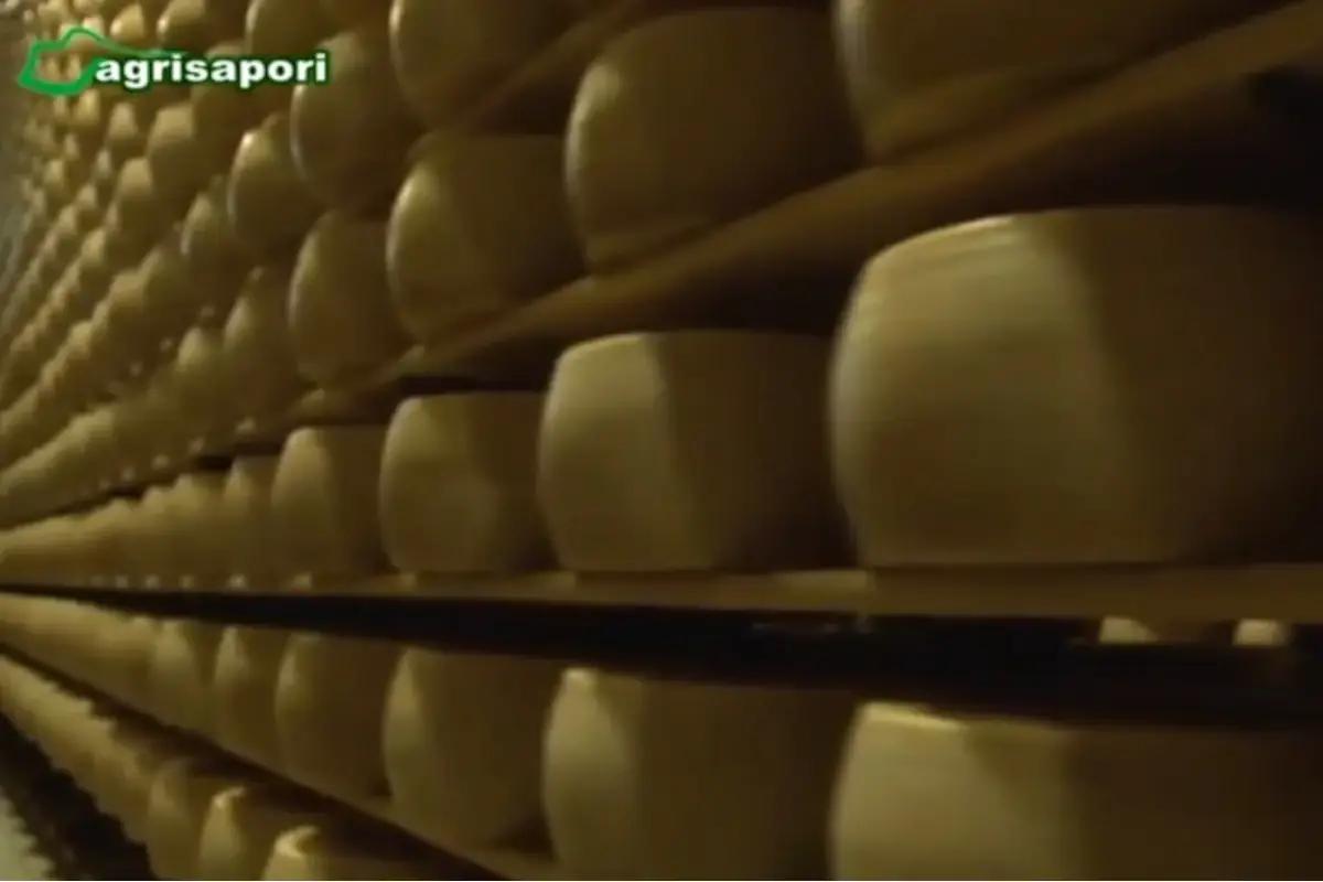 Sua Maestà il tartufo, il format TV di Giuseppe Cristini: in onda oggi la puntata di gennaio