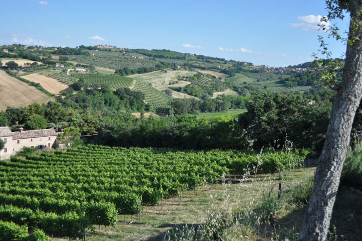 Un sabato in cantina con Roberto Lucarelli a degustare vino, olio e tartufo Un sabato in cantina con Roberto Lucarelli a degustare vino, olio e tartufo