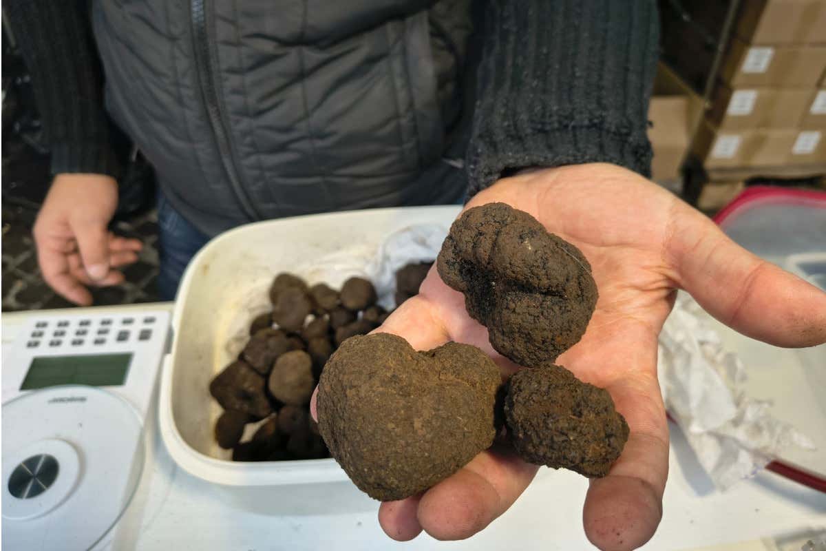 Il Nero di Bagnoli brinda alla sua 46ª edizione: migliaia di visitatori a festeggiare gli ori dell’Irpinia Il Nero di Bagnoli brinda alla sua 46ª edizione: migliaia di visitatori a festeggiare gli ori dell’Irpinia