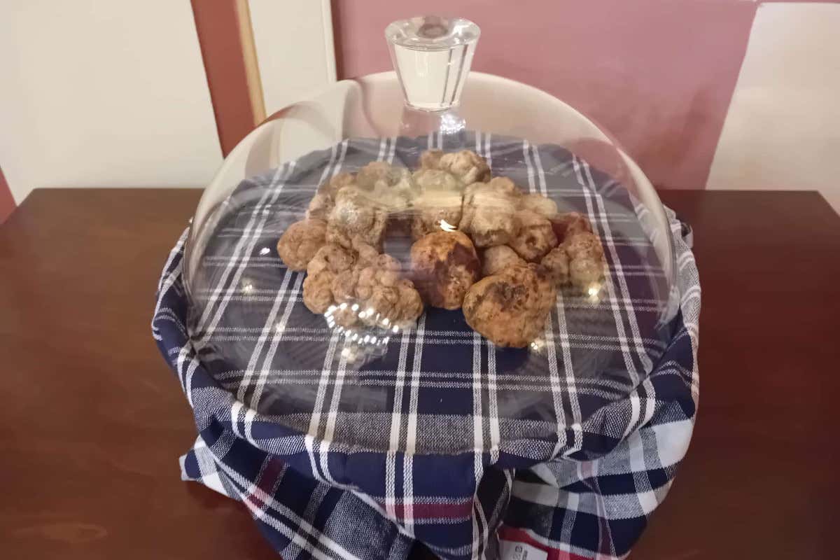 Luca Manfredi lancia il tartufo emiliano in abbinamento al vino. Decolla il Truffle Sommelier