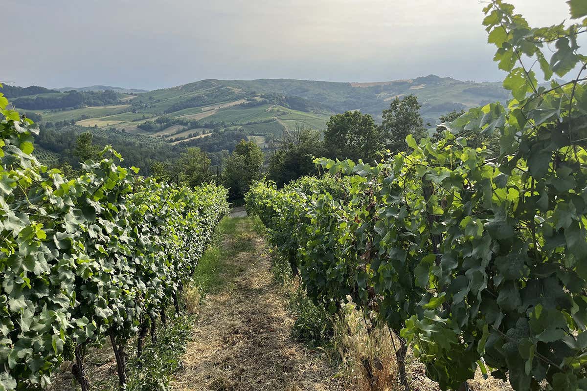 Vistarino: mille anni per arrivare al Pinot Nero che l’Italia stava aspettando Vistarino: mille anni per arrivare al Pinot Nero che l’Italia stava aspettando
