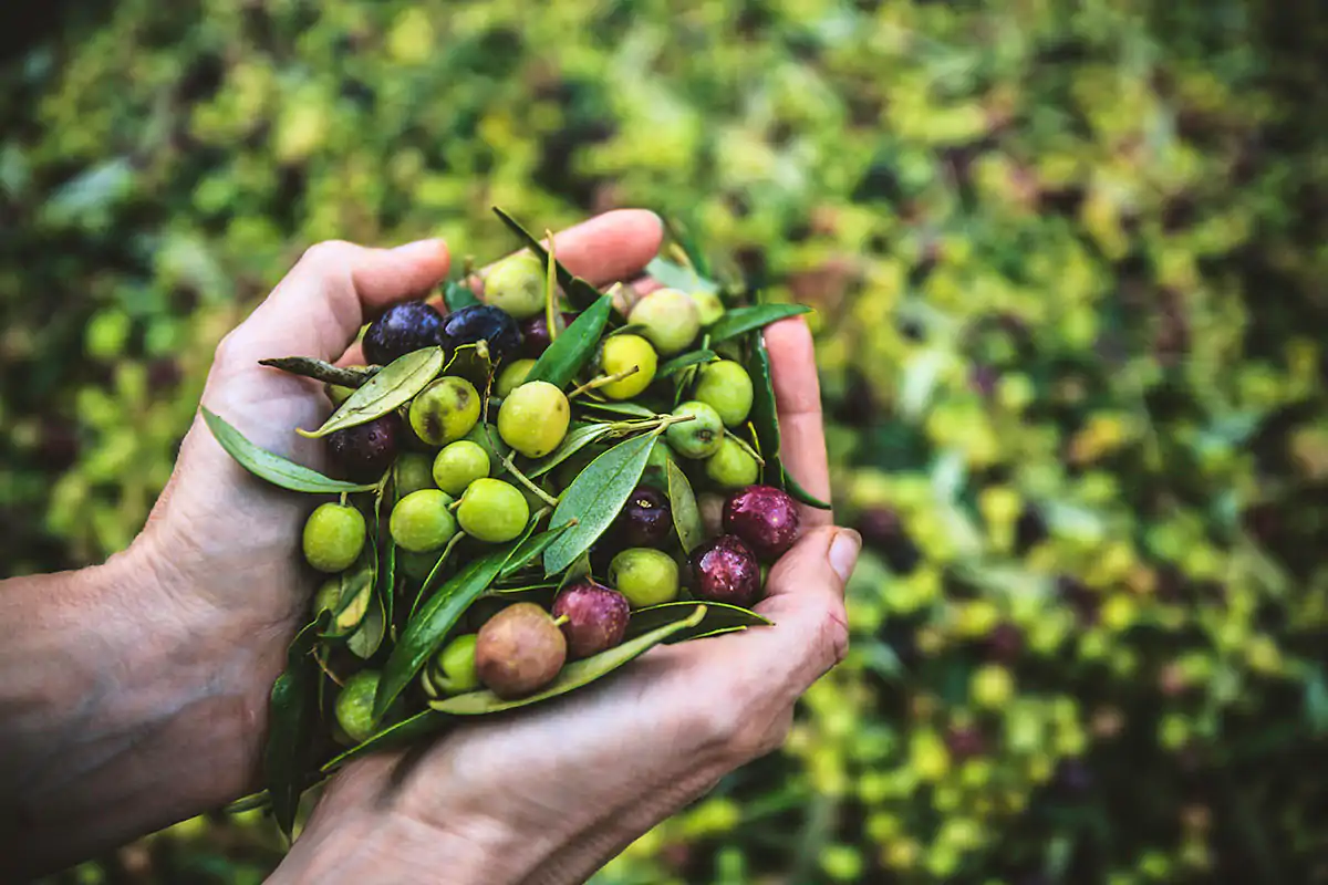 L&rsquo;olio di oliva &egrave; un elisir di lunga vita?