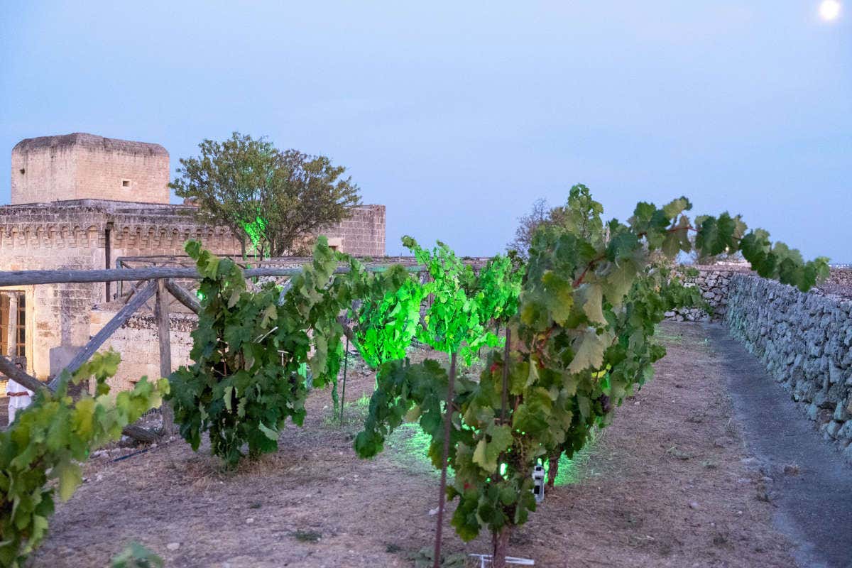 Cupertinum: il Negroamaro di Copertino